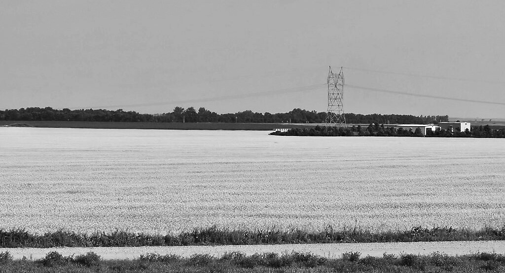 A North Dakota canola field in bloom in July 2024. (Jeff Beach/North Dakota Monitor)