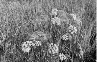 NDSU Extension specialists encourage producers to scout wet areas for spotted water hemlock before cutting hay. NDSU photo