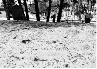 Evergreen trees can be seen as symbols of renewal and rebirth. (NDSU photo)