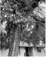 An American elm in Bowman, North Dakota, shows symptoms of Dutch elm disease. NDSU photo