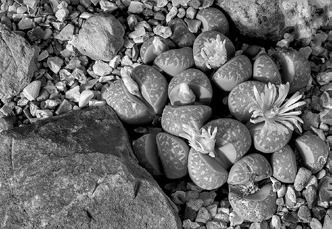 Lithops are a unique-looking, low-maintenance succulent perfect for the gardener looking for something new. (Pixabay photo)