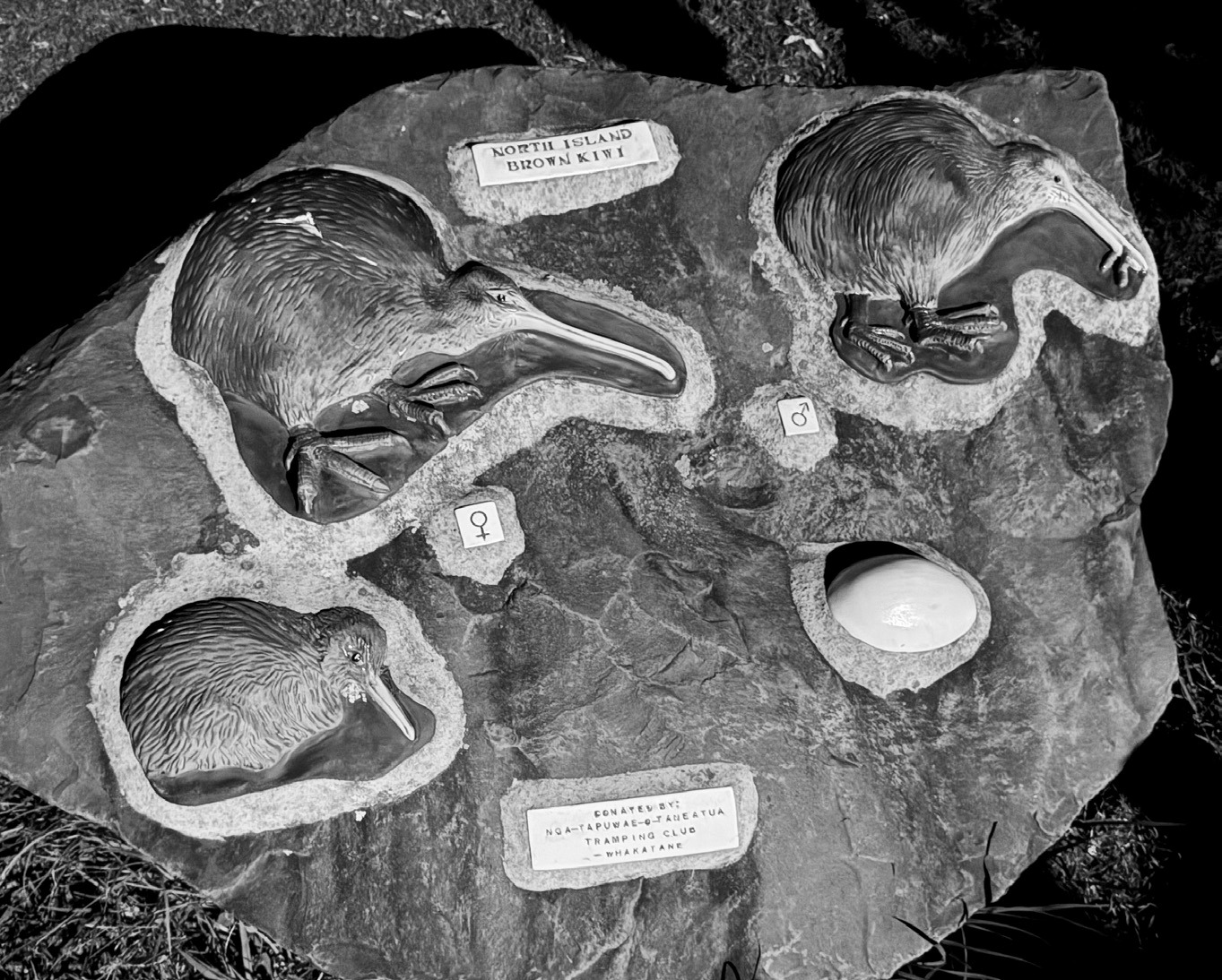 Examples of the North Island Kiwi.