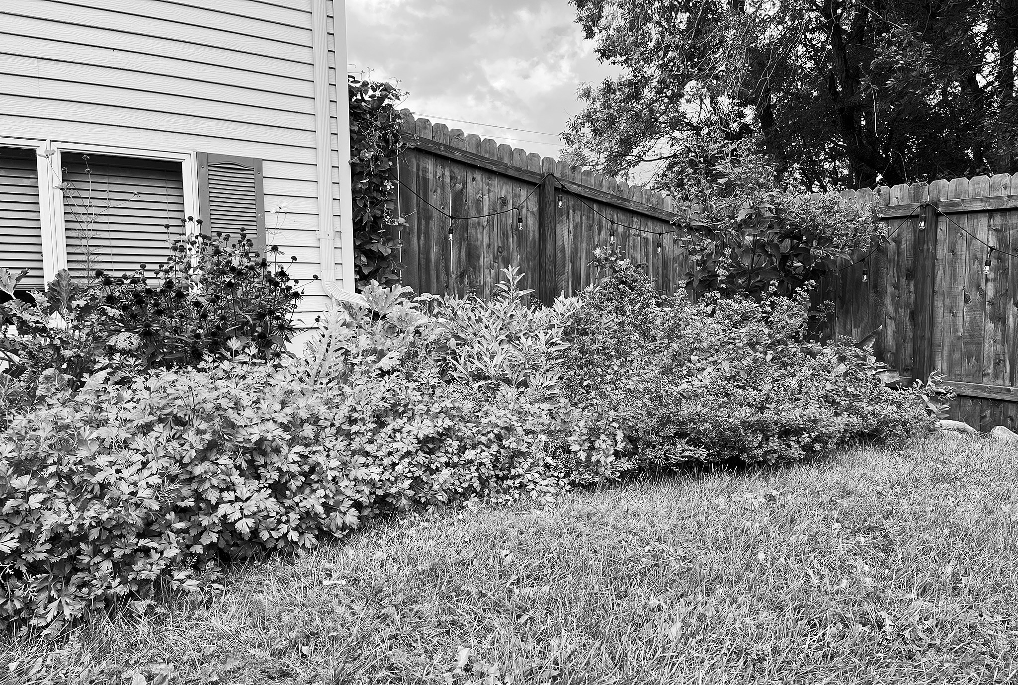There are some good reasons to leave plant debris in your landscape over winter including providing habitat for pollinators and wildlife, and improving soil health. (NDSU photo)