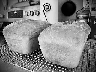 Two fresh loaves of bread from scratch.