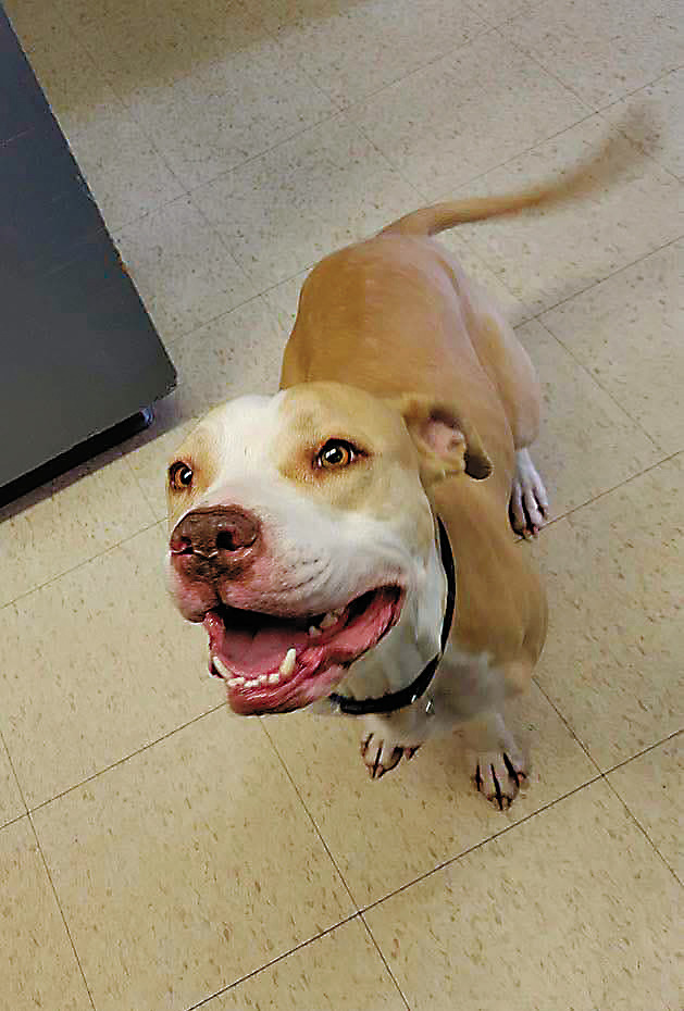 Adoptable Pet of the Week