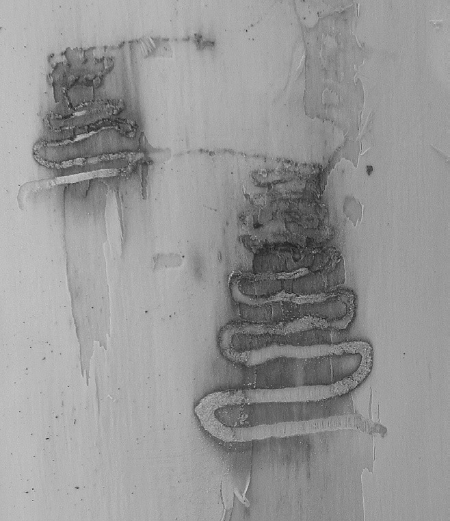 Emerald ash borer larvae create classic serpentine-shaped galleries or tunnels in ash trees. (NDSU photo)
