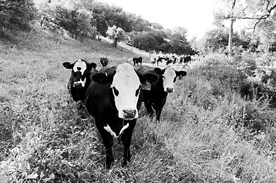 Severe grazing reduces the growth of cool-season grasses and forage production. (NDSU photo)