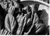 Spinach is rich in natural plant compounds that fight disease. (Pixabay photo)