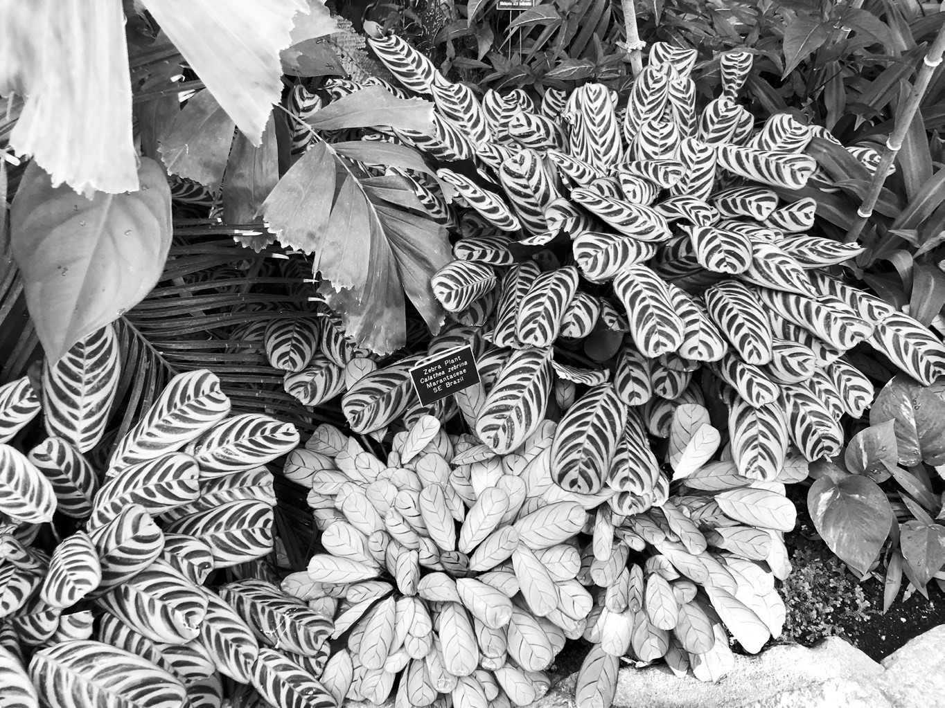 Lush, tropical houseplants thrive in the high humidity environment of the Marjorie McNeely Conservatory at Como Park. (NDSU photo)