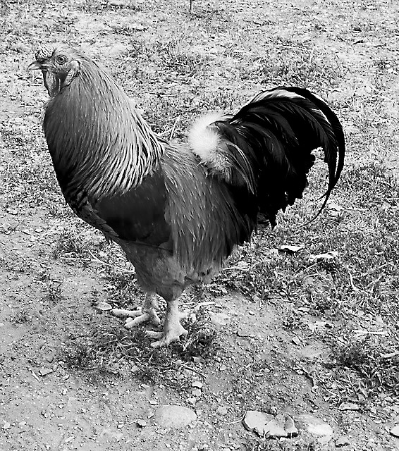 Heather’s evil rooster