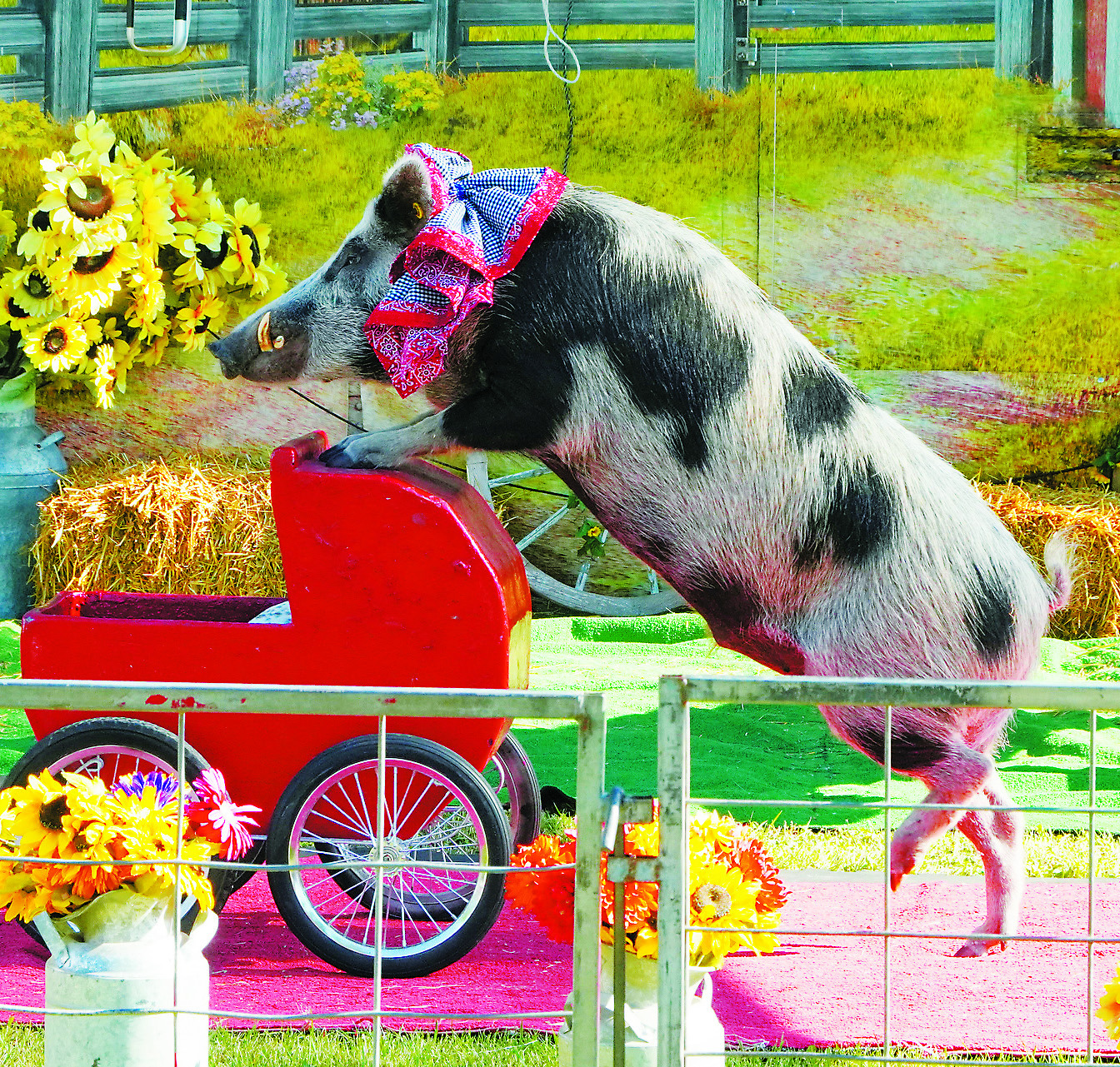One of the pigs performing in Pork Chop Revue, which has been seen on America’s Got Talent! Photo by Larry Stokke.