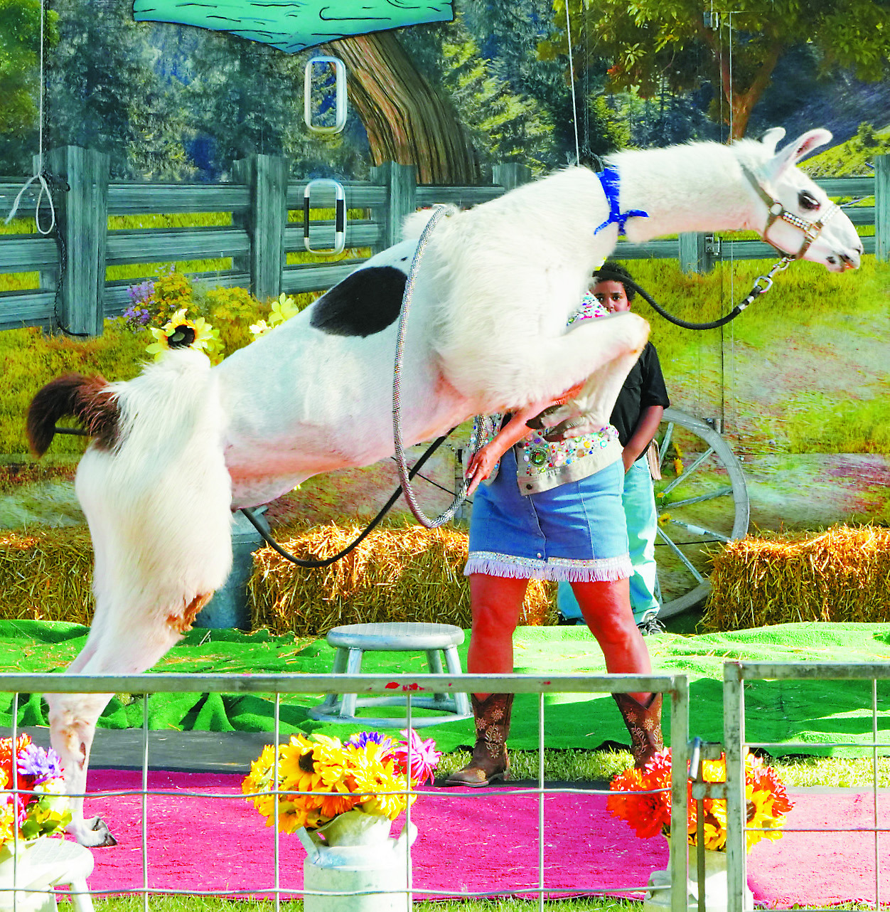 A llama jumps through a small hulahoop as part of the Pork Chop Revue act. Photo by Larry Stokke.