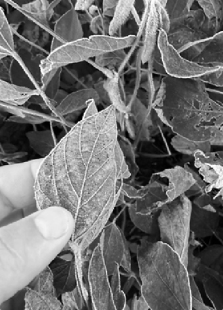 Farmers can estimate possible yield reductions due to frost based on soybean maturity stage. (NDSU photo)