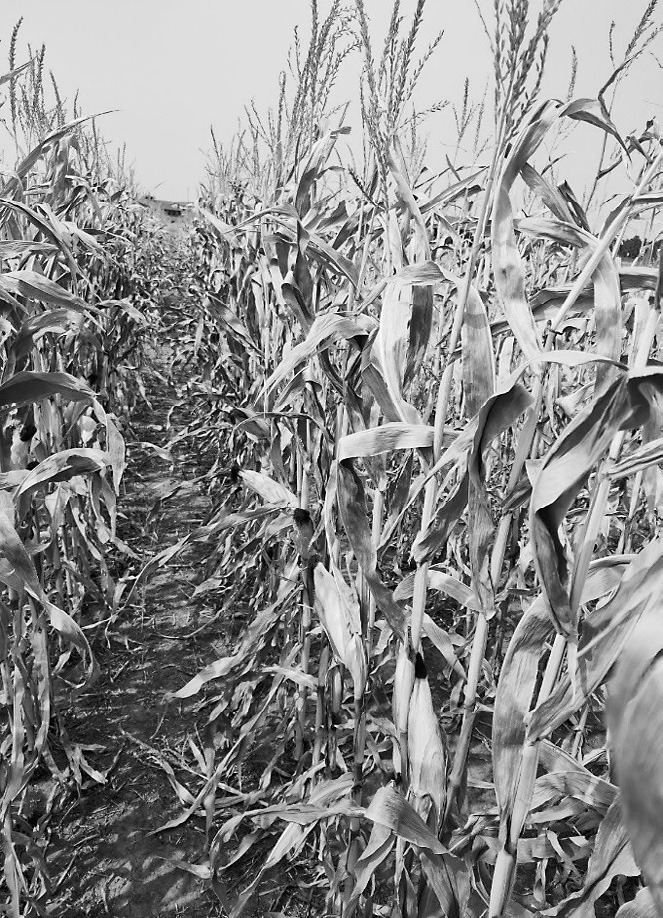 Based on the temperatures observed from Sept. 5-7, farmers should assess their crops for damage now in order to make timely harvest and marketing decisions going forward. (NDSU photo)