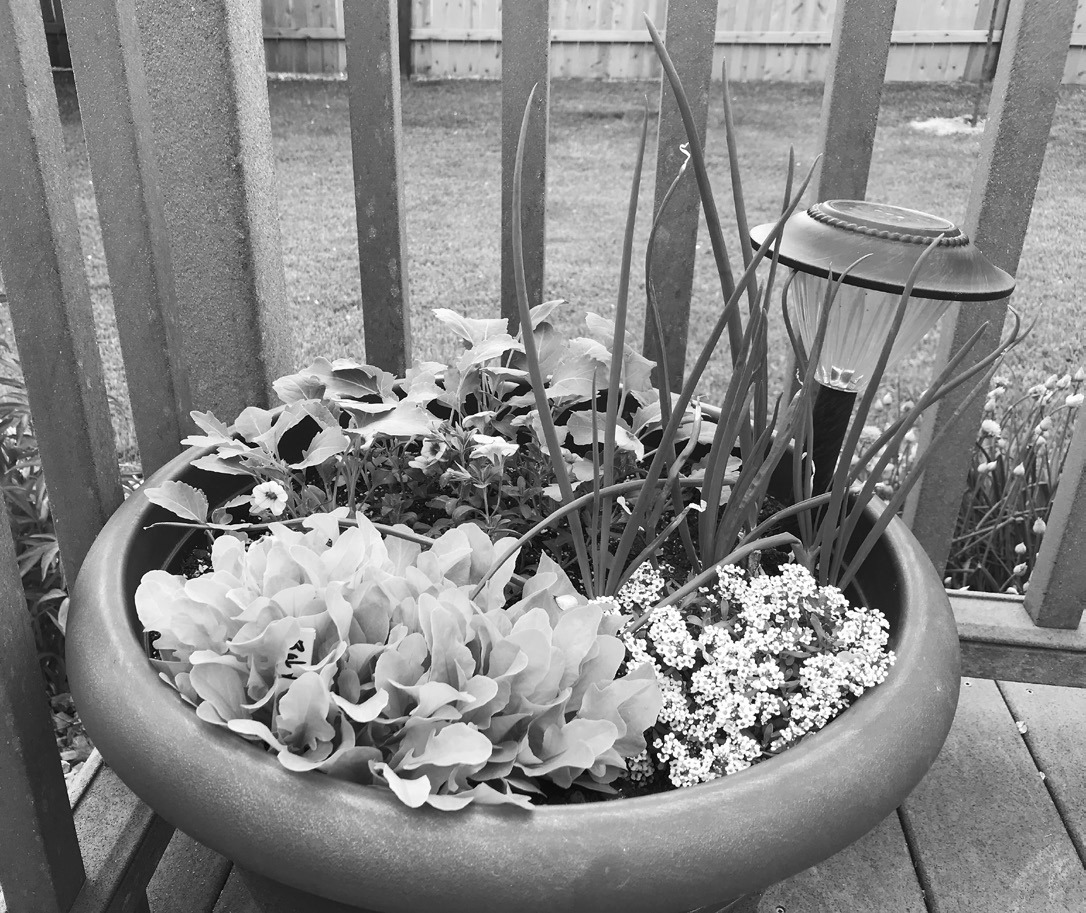 Dakota Gardener: Container gardening