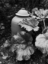 Forcing rhubarb is a trending growing technique that is used for an earlier and tastier rhubarb harvest. (Pixabay photo)