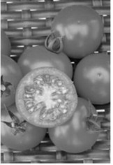 New varieties such as BadaBing! will change tomato production in the Dakotas. Photo by All-America Selections