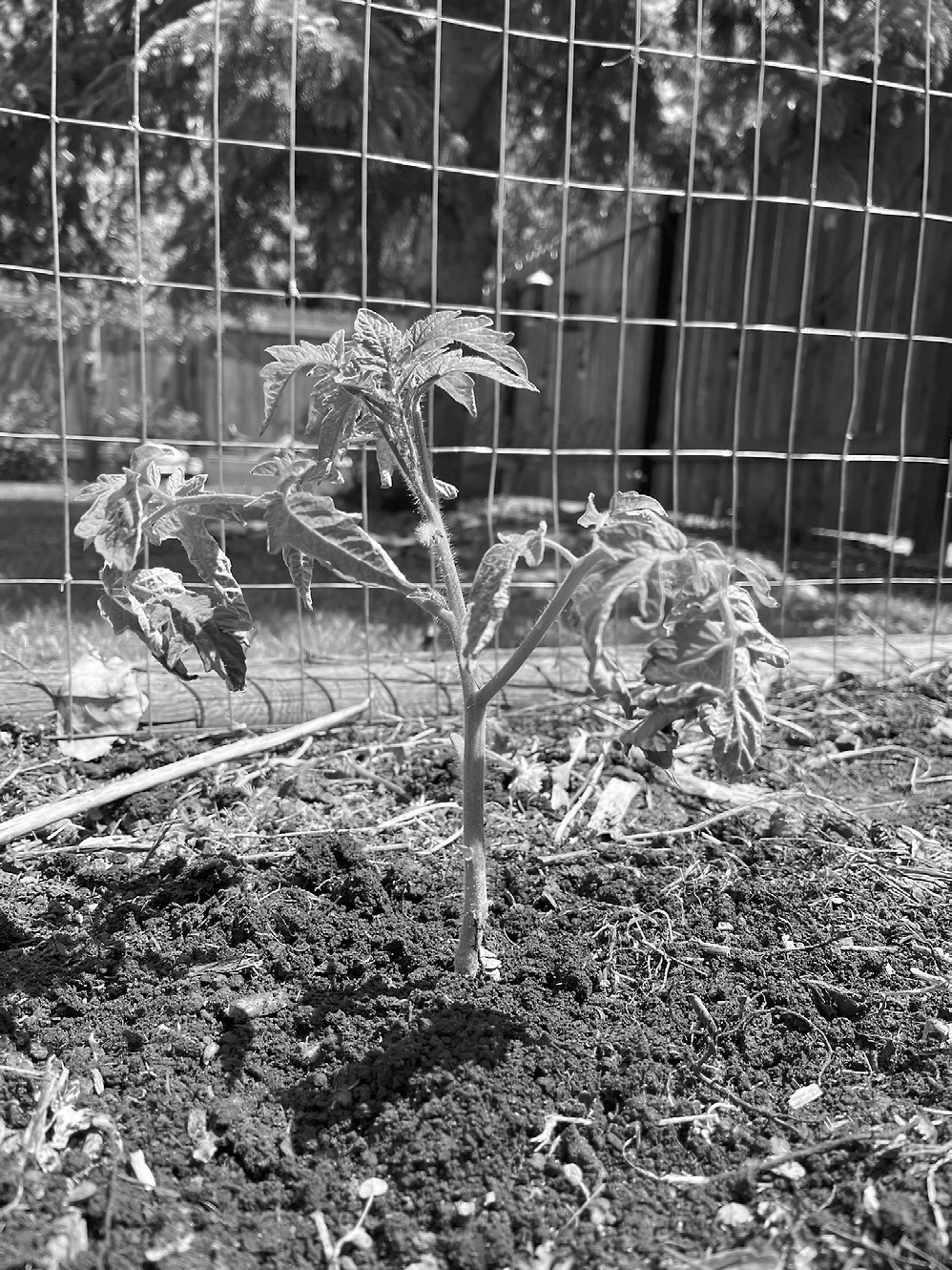 To get the most out of your tomato plants, NDSU Extension shares some helpful gardening tips. (NDSU photo)