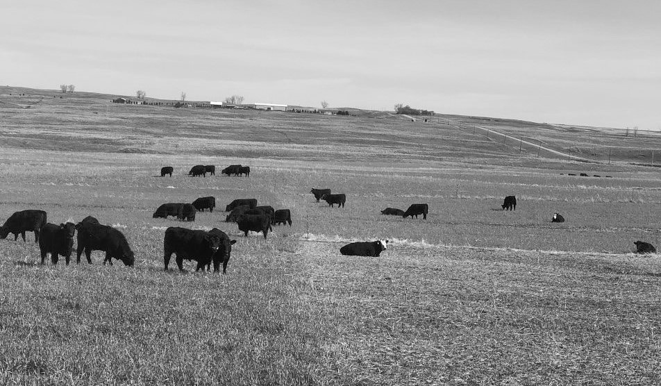 Cover crops, including winter cereals, provide valuable soil health benefits while creating excellent feed for livestock. (NDSU photo)