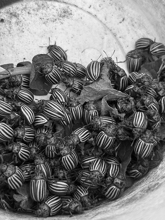 Colorado potato beetles are notorious for developing resistance to many insecticides. (NDSU photo)