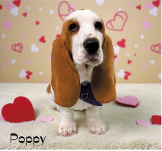 Fur-ever yours: Adorable pups get glam for Valentine’s Day