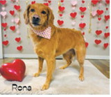Fur-ever yours: Adorable pups get glam for Valentine’s Day
