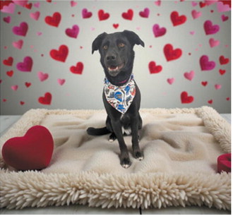 Fur-ever yours: Adorable pups get glam for Valentine’s Day