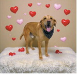 Fur-ever yours: Adorable pups get glam for Valentine’s Day