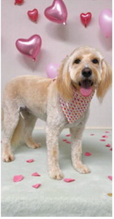Fur-ever yours: Adorable pups get glam for Valentine’s Day
