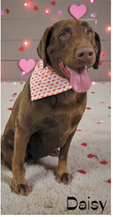 Fur-ever yours: Adorable pups get glam for Valentine’s Day