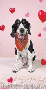 Fur-ever yours: Adorable pups get glam for Valentine’s Day