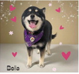 Fur-ever yours: Adorable pups get glam for Valentine’s Day