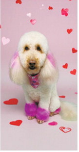 Fur-ever yours: Adorable pups get glam for Valentine’s Day