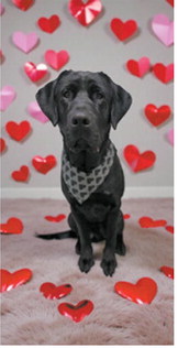 Fur-ever yours: Adorable pups get glam for Valentine’s Day