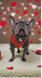 Fur-ever yours: Adorable pups get glam for Valentine’s Day