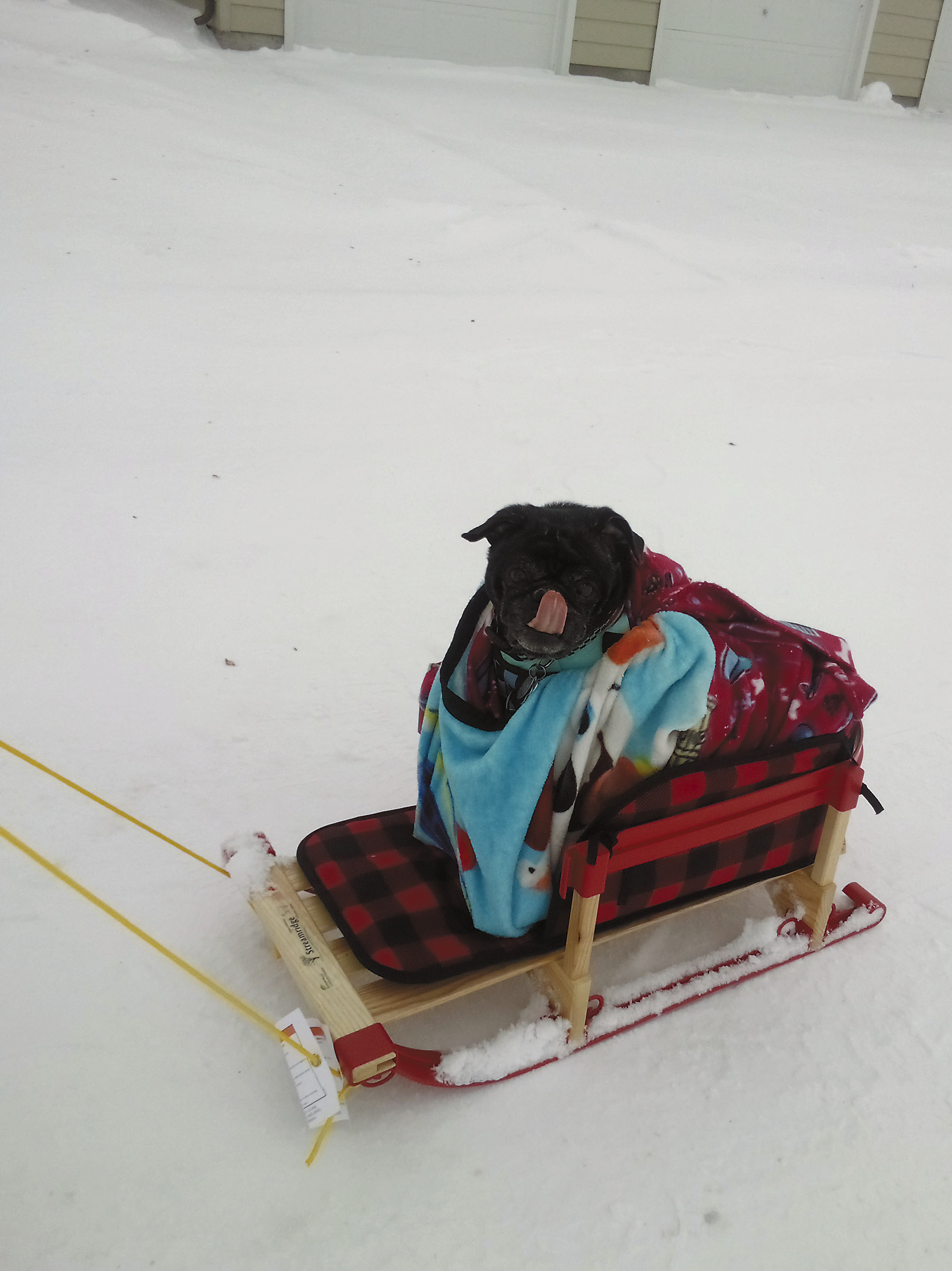Jon Grams submitted this photo of his dog, Winston Churchill, who was spotted sledding on Christmas Day in Langdon. Winston is Jon’s wife, Jeanette’s companion dog who loves his sledding time! Thanks for the photo Jon!