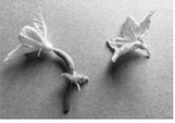 Cucumber plants produce separate female flowers (left) and male flowers (right). NDSU photo