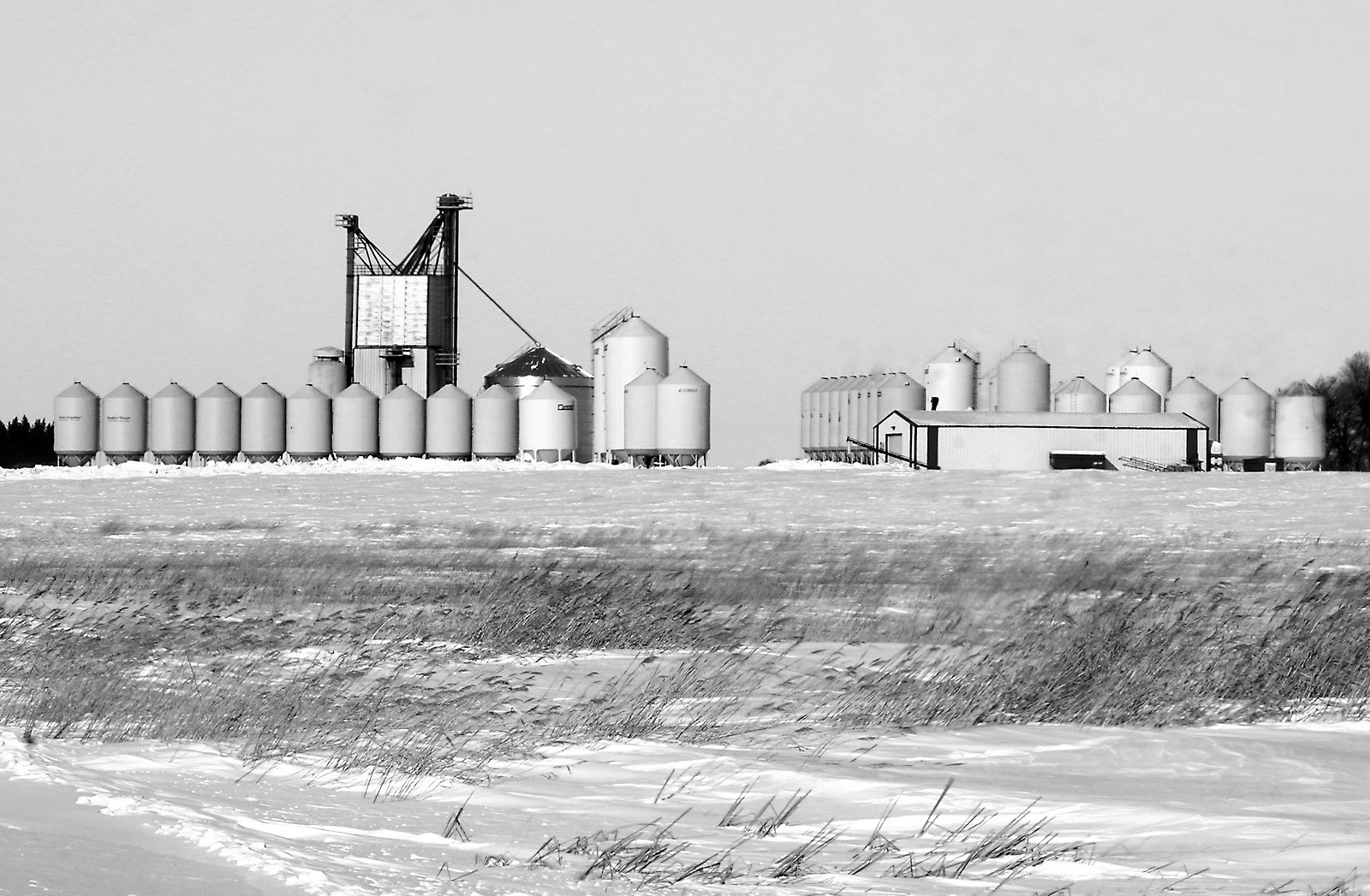 Grain silos line the horizon at Custom Grain and Seed. Photo by Larry Stokke.