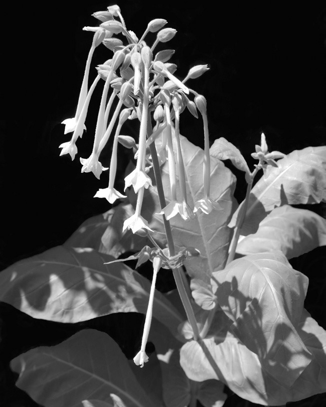 Nicotiana has a reputation for being one of the most fragrant annuals. (Flickr photo by: kkmarais)