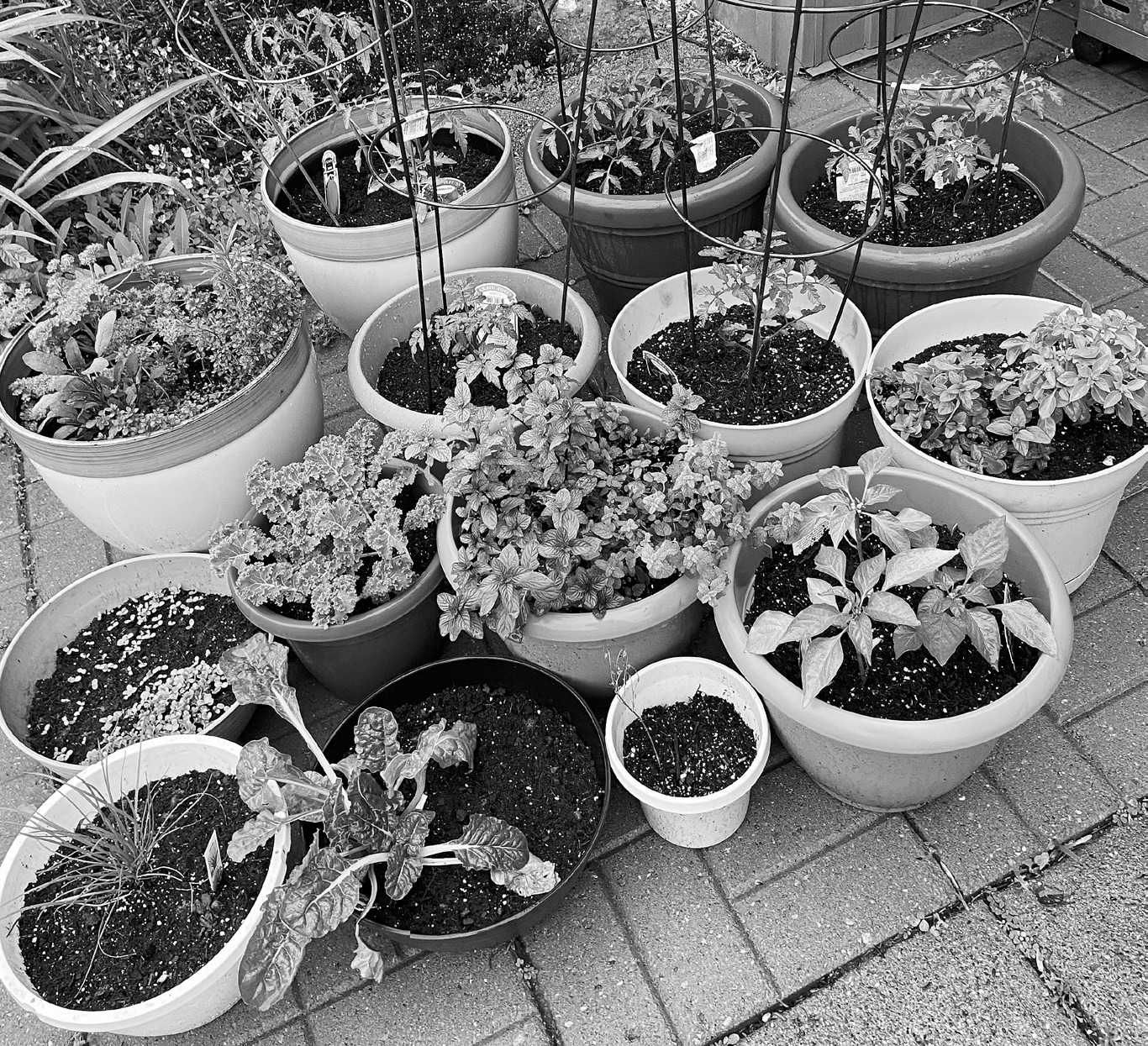 Delicious container gardens