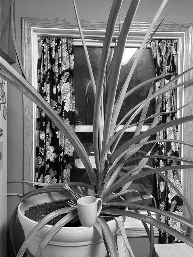 Delicious container gardens