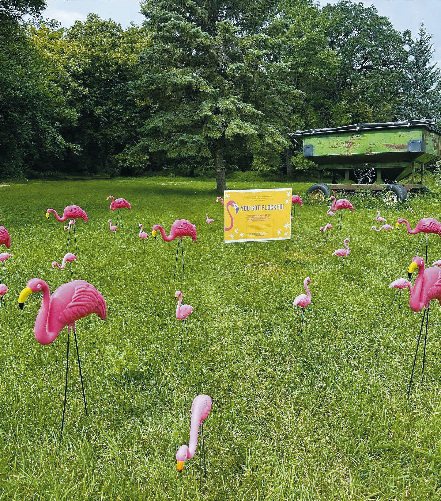 One of the yards that has already been “flocked” as a part of a pool fundraiser in Cavalier.