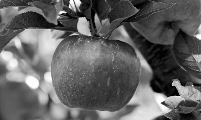 DNA testing is available to identify apple trees (Pixabay photo).