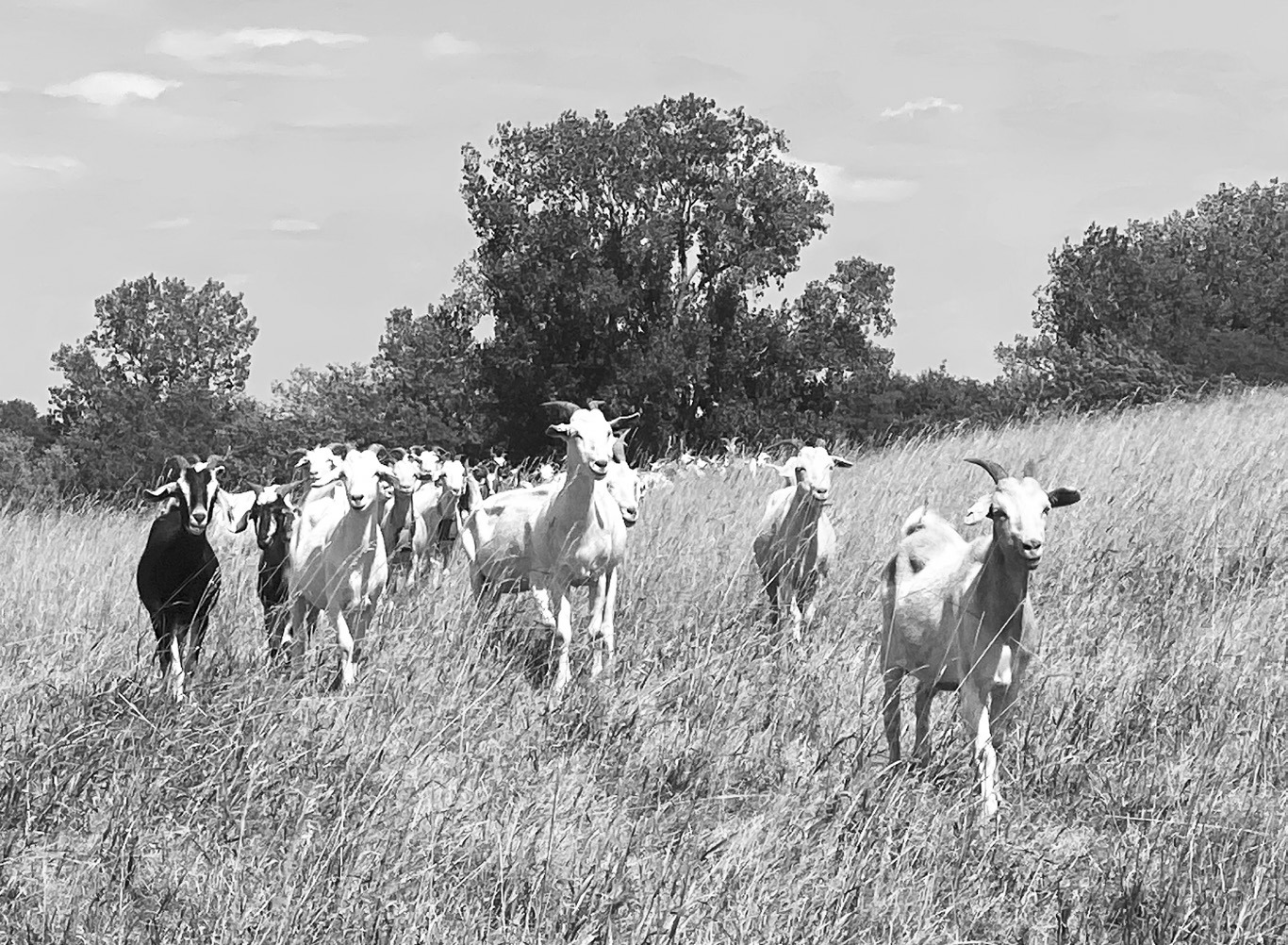 Farmers, 4-H’ers, agriculture business professionals and those interested in goats or sheep are invited to attend the webinar. (NDSU photo)