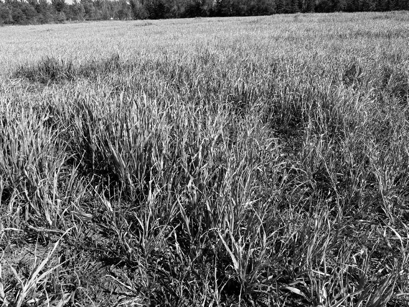 Frost-damaged sorghums may contain prussic acid, which can cause health risks for livestock. (NDSU photo