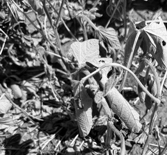 A soybean plant shows signs of moisture stress in a sandy area of a Griggs County field July 31. (Photo courtesy of Jeff Stachler/NDSU Extension)