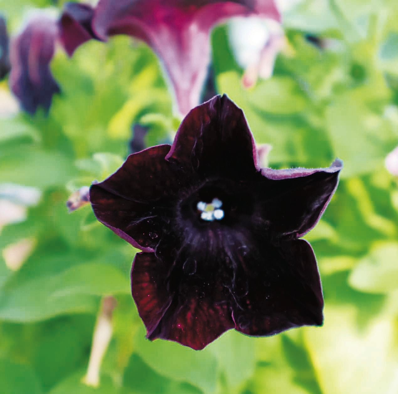 The rebranded Berries and Blooms will eventually feature products made from Carol Castleberry’s family aronia berry farm. Photo by Rebecca Davis.