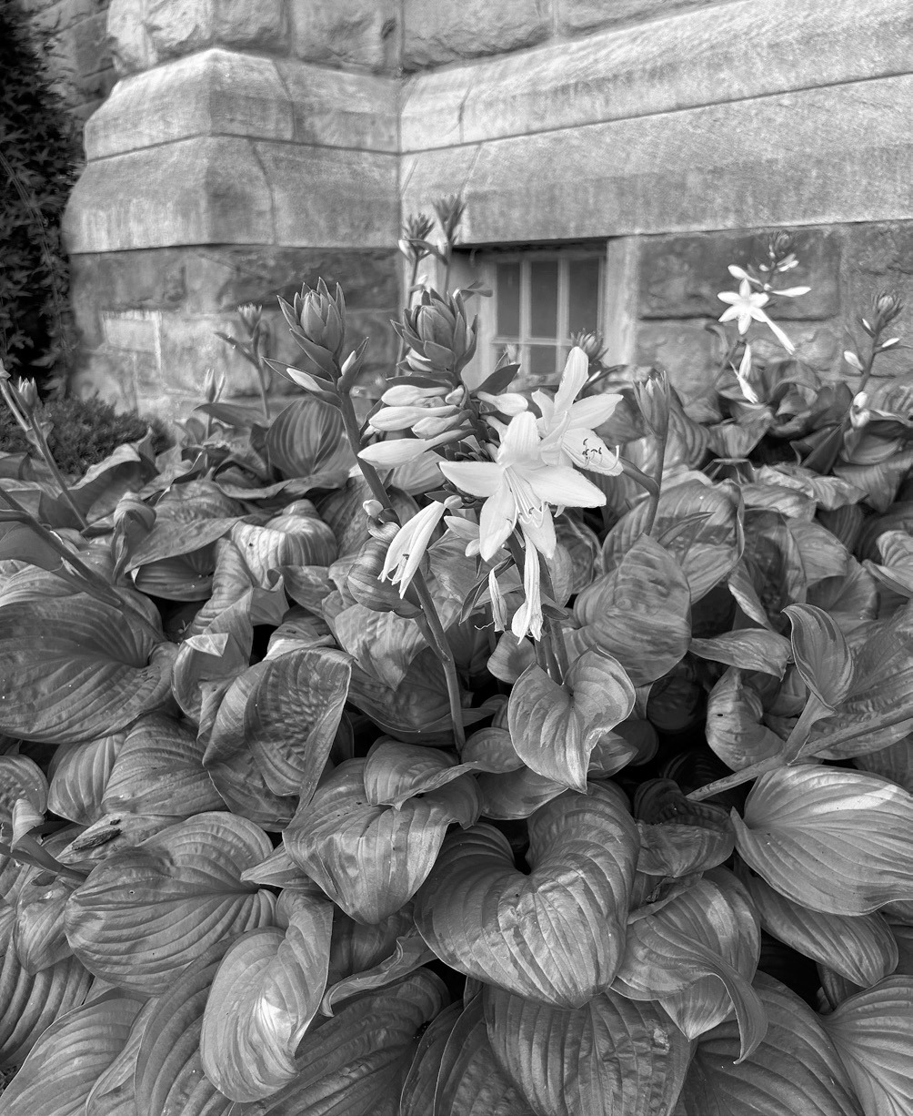 Dakota Gardener: Brighten the shade with a hosta