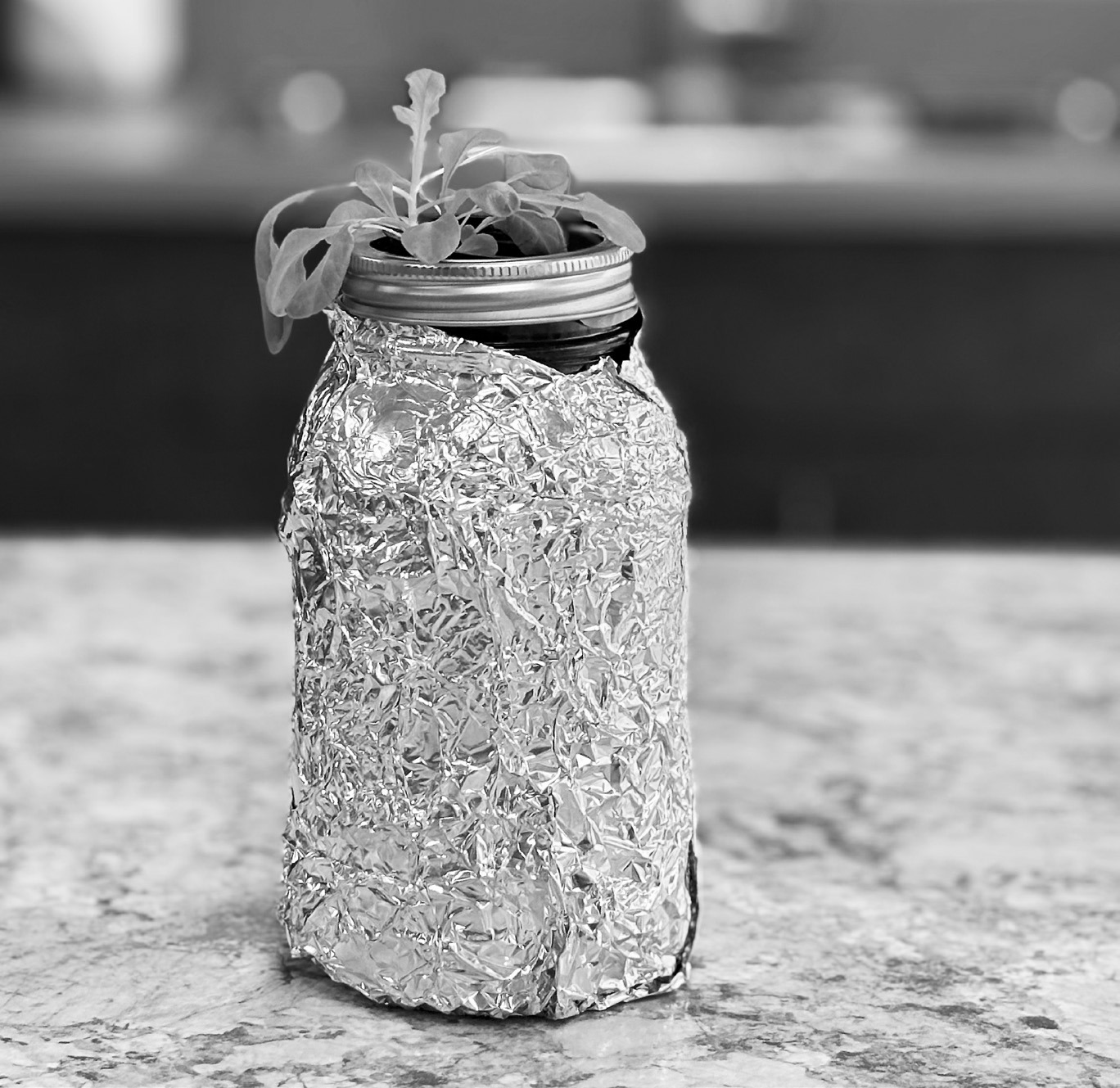 The Kratky method is a simple, low-maintenance way to grow plants hydroponically, meaning without soil. The method works best for fast-growing plants like lettuce, spinach and herbs. (NDSU photo)