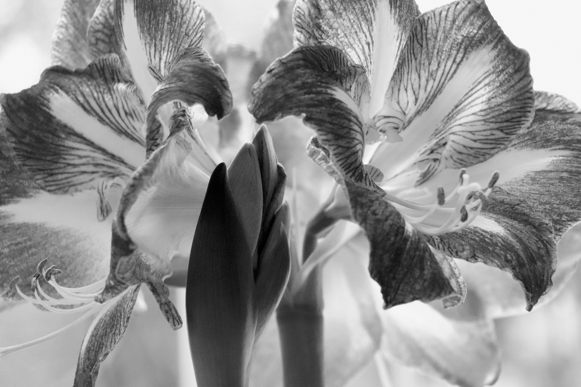 Amaryllis are a popular holiday plant because they bloom indoors during the winter, adding color and festive cheer to the home. (Pixabay photo)